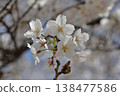 A single cherry blossom branch bears seven flowers and four buds. The petals are translucent in the weak backlight. The background is a blurred image of blooming cherry blossoms. 138477586