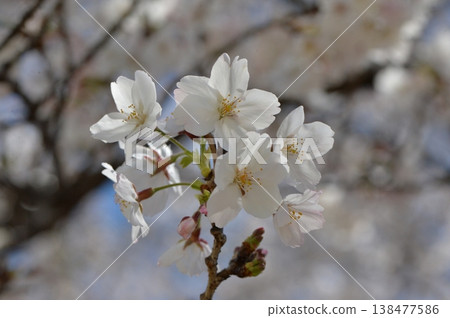 A single cherry blossom branch bears seven flowers and four buds. The petals are translucent in the weak backlight. The background is a blurred image of blooming cherry blossoms. A single cherry blossom branch bears seven flowers and four buds. The petals are translucent in the weak backlight. The background is a blurred image of blooming cherry blossoms. 138477586