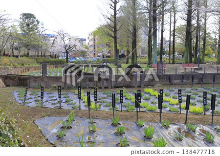 東京足立區谷中鳶尾池公園(春季) 東京足立區谷中鳶尾池公園(春季) 138477718