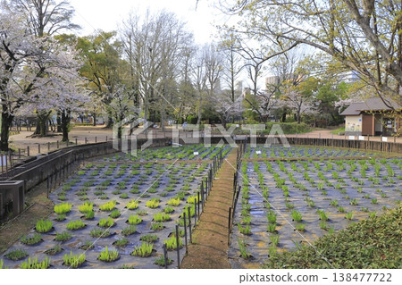 東京足立區谷中鳶尾池公園(春季) 東京足立區谷中鳶尾池公園(春季) 138477722