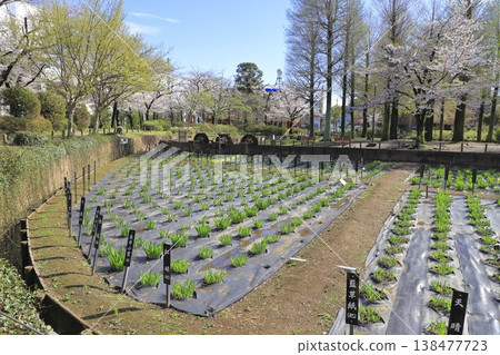 Iris Pond Park in Spring, Yanaka, Adachi Ward, Tokyo Iris Pond Park in Spring, Yanaka, Adachi Ward, Tokyo 138477723