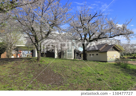東京足立區谷中鳶尾池公園(春季) 東京足立區谷中鳶尾池公園(春季) 138477727