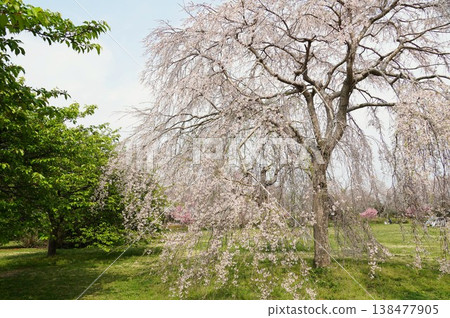 這是城山公園櫻花節的一幕,垂枝櫻花盛開。 這是城山公園櫻花節的一幕,垂枝櫻花盛開。 138477905