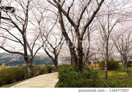 這是城山公園櫻花節的景象，染井吉野櫻花正值盛開。 138477907