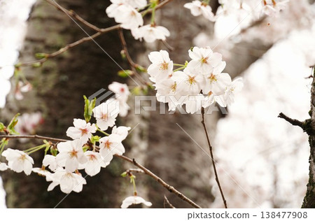 城山公園櫻花節:盛開的染井吉野櫻花特寫。 城山公園櫻花節:盛開的染井吉野櫻花特寫。 138477908