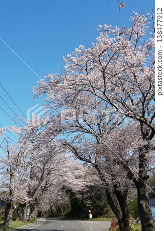 櫻花盛開的隧道:奧木須櫻花大道的景色。 櫻花盛開的隧道:奧木須櫻花大道的景色。 138477912