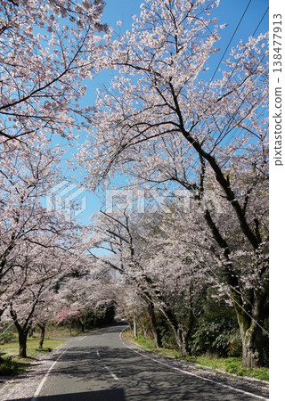 櫻花盛開的隧道:奧木須櫻花大道的景色。 櫻花盛開的隧道:奧木須櫻花大道的景色。 138477913