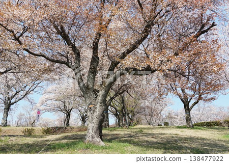 在磯部櫻川公園櫻花節上,作為天然紀念物的山櫻樹的櫻花正值盛開。 在磯部櫻川公園櫻花節上,作為天然紀念物的山櫻樹的櫻花正值盛開。 138477922
