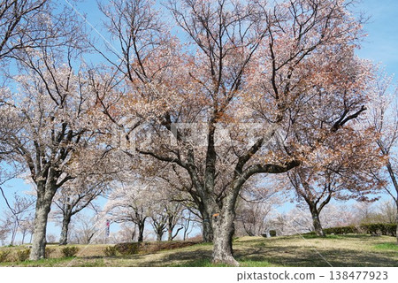 The cherry blossoms of the mountain cherry trees, a natural monument, are in full bloom at the Isobe Sakuragawa Park Cherry Blossom Festival. The cherry blossoms of the mountain cherry trees, a natural monument, are in full bloom at the Isobe Sakuragawa Park Cherry Blossom Festival. 138477923