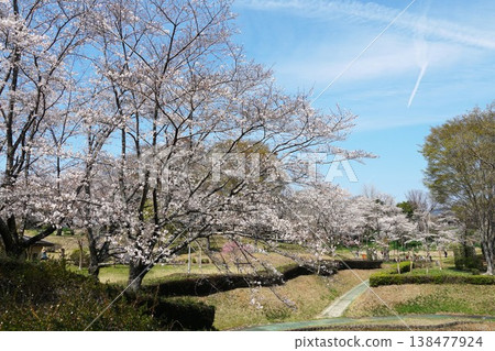 The cherry blossoms of the mountain cherry trees, a natural monument, are in full bloom at the Isobe Sakuragawa Park Cherry Blossom Festival. The cherry blossoms of the mountain cherry trees, a natural monument, are in full bloom at the Isobe Sakuragawa Park Cherry Blossom Festival. 138477924