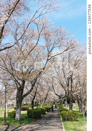 在磯部櫻川公園櫻花節上，作為天然紀念物的山櫻樹的櫻花正值盛開。 138477936