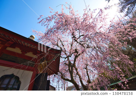 寺廟裡已經迎來了春天。 138478158