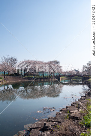 Cherry blossoms at Hanoura Cherry Blossom Embankment Park Cherry blossoms at Hanoura Cherry Blossom Embankment Park 138478423