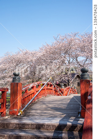 Cherry blossoms and a red arched bridge at Hanoura Sakurazutsumi Park Cherry blossoms and a red arched bridge at Hanoura Sakurazutsumi Park 138478428