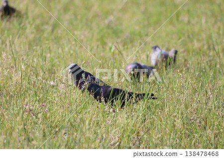 Pigeons feeding in the rice fields 138478468