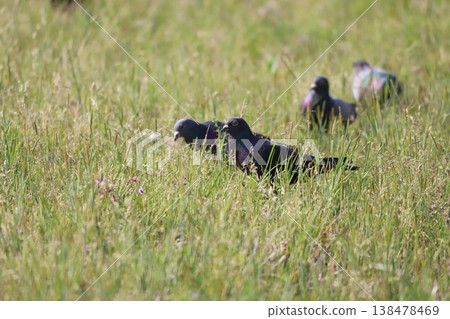 Pigeons feeding in the rice fields 138478469