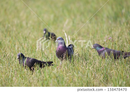 Pigeons feeding in the rice fields 138478470