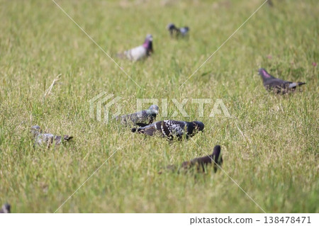Pigeons feeding in the rice fields 138478471