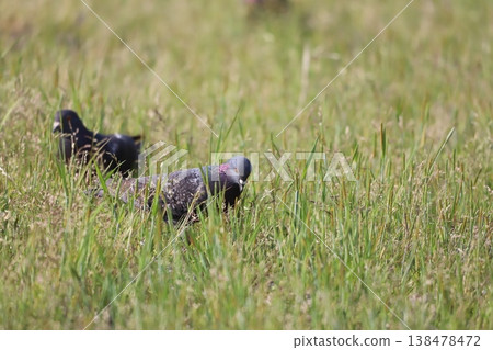 Pigeons feeding in the rice fields 138478472