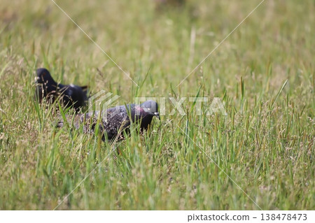 Pigeons feeding in the rice fields 138478473
