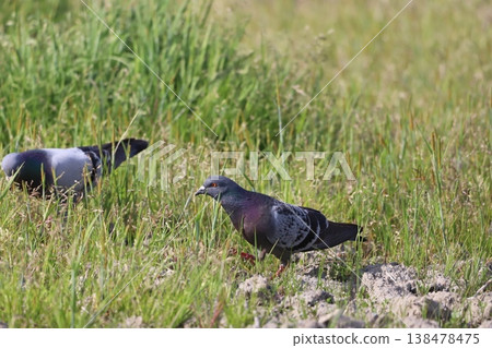 Pigeons feeding in the rice fields 138478475