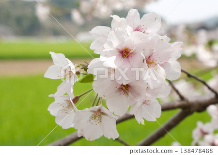 Scenery with cherry blossoms Scenery with cherry blossoms 138478488