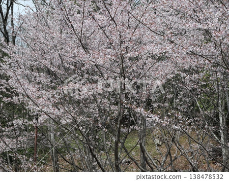 神戶市西區聖心中央公園的櫻花盛開 138478532