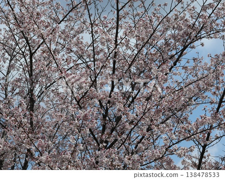 神戶市西區聖心中央公園的櫻花盛開 138478533
