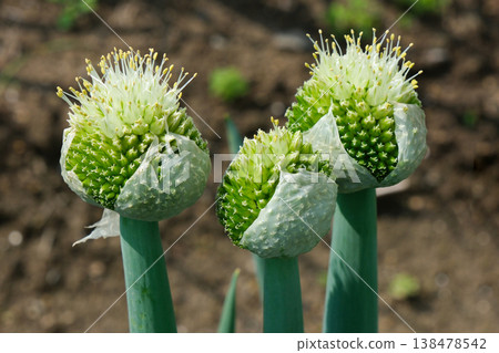 Onion flower that blooms in spring Onion flower that blooms in spring 138478542