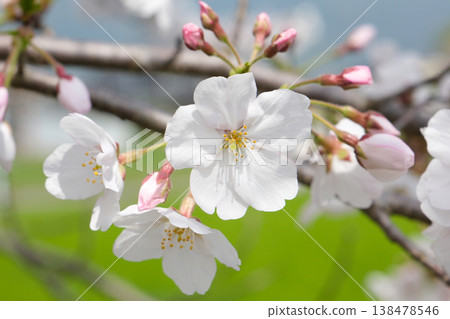 Cherry blossoms bloom in the spring fields 138478546