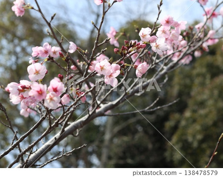 神戶市西區聖心中央公園的櫻花盛開 138478579