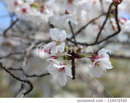 神戶市西區聖心中央公園的櫻花盛開 138478580