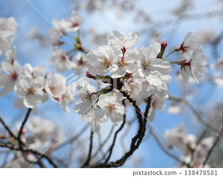 神戶市西區聖心中央公園的櫻花盛開 138478581