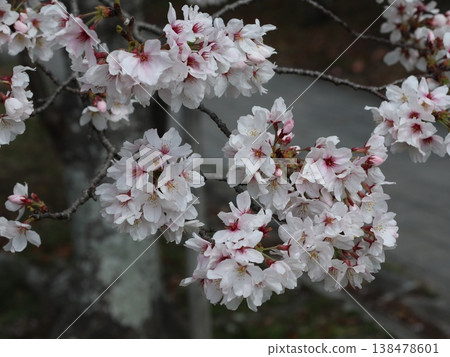 神戶市西區聖心中央公園的櫻花盛開 138478601