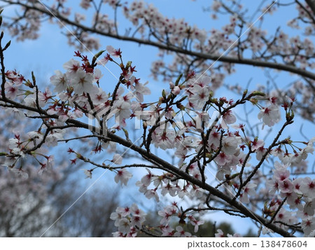 神戶市西區聖心中央公園的櫻花盛開 138478604