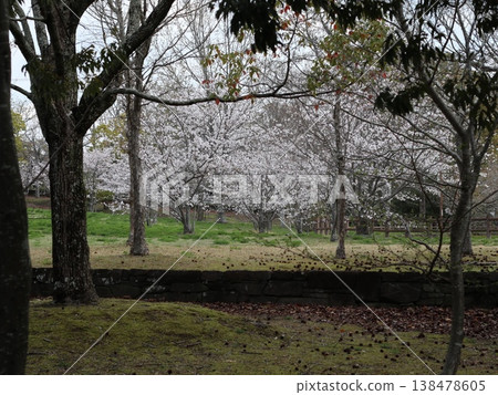 Cherry blossoms at Seishin Central Park in Seishin Central, Nishi Ward, Kobe City 138478605