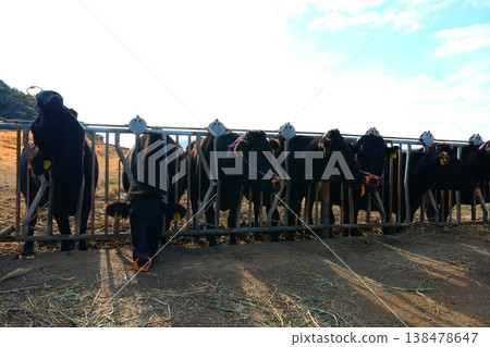 Black cattle from Ojika Island, Goto Islands, Sasebo City, Nagasaki Prefecture 138478647