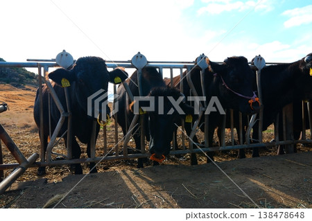 Black cattle from Ojika Island, Goto Islands, Sasebo City, Nagasaki Prefecture 138478648