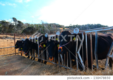 Black cattle from Ojika Island, Goto Islands, Sasebo City, Nagasaki Prefecture 138478650