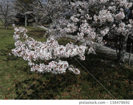 神戶市西區聖心中央公園的櫻花盛開 138478692