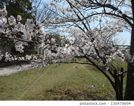 神戶市西區聖心中央公園的櫻花盛開 138478694