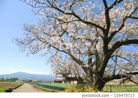 Ikko cherry tree Ikko cherry tree 138478723