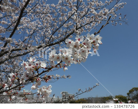 Cherry blossoms at Seishin Central Park in Seishin Central, Nishi Ward, Kobe City Cherry blossoms at Seishin Central Park in Seishin Central, Nishi Ward, Kobe City 138478726