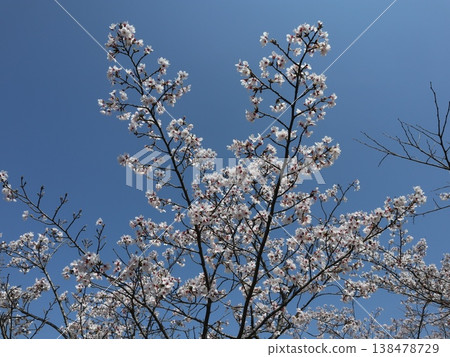 神戶市西區聖心中央公園的櫻花盛開 138478729