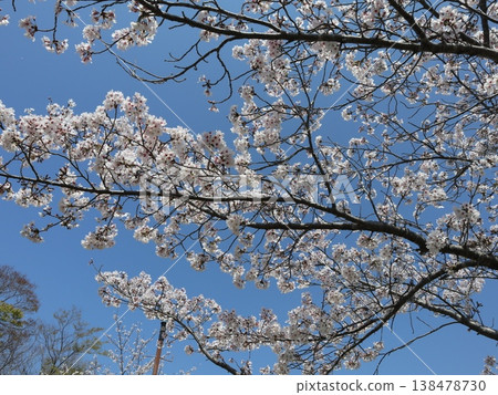 神戶市西區聖心中央公園的櫻花盛開 138478730