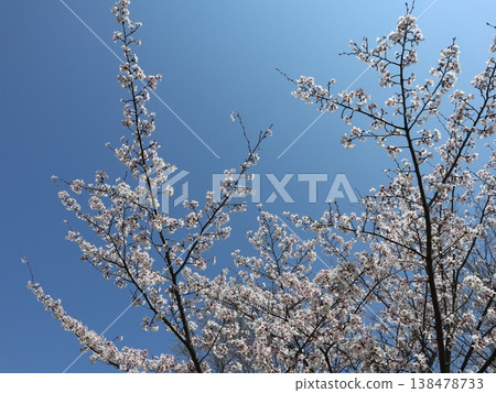 神戶市西區聖心中央公園的櫻花盛開 138478733