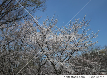 神戶市西區聖心中央公園的櫻花盛開 神戶市西區聖心中央公園的櫻花盛開 138478744
