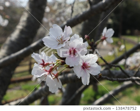 神戶市西區聖心中央公園的櫻花盛開 138478752