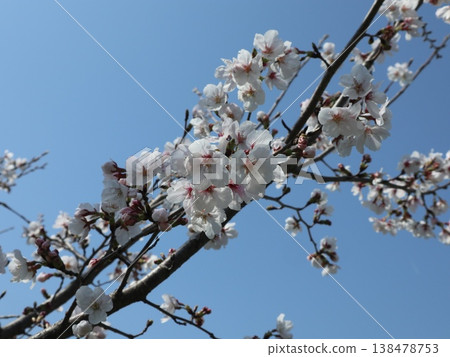 神戶市西區聖心中央公園的櫻花盛開 138478753