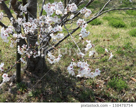 神戶市西區聖心中央公園的櫻花盛開 138478754